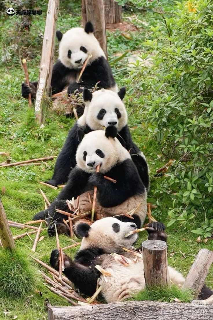 Giant panda eating bamboo at Shanghai Zoo